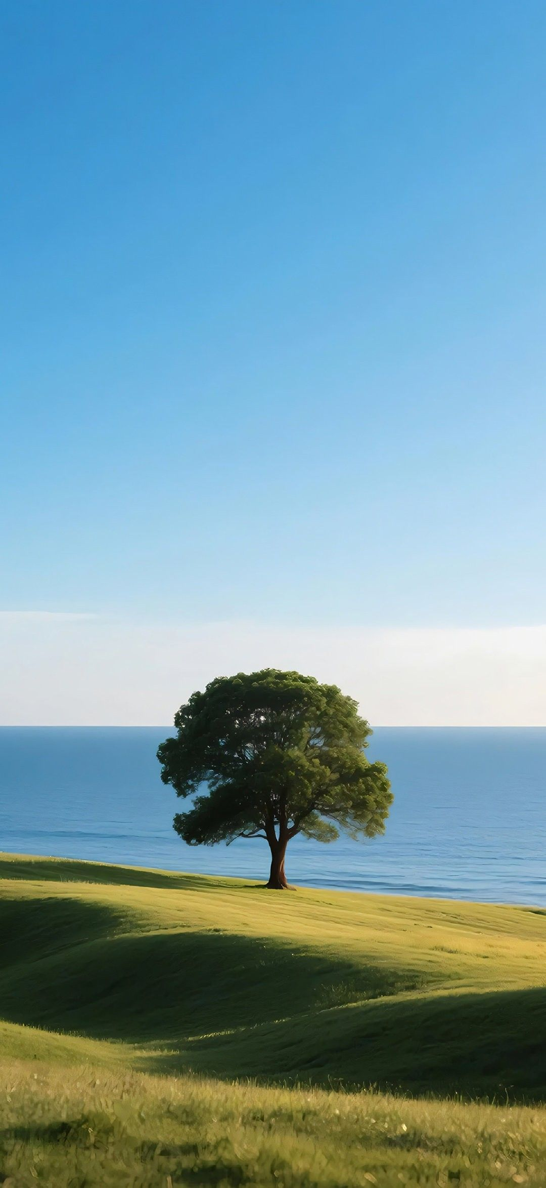 Lone tree on a green hill by the sea