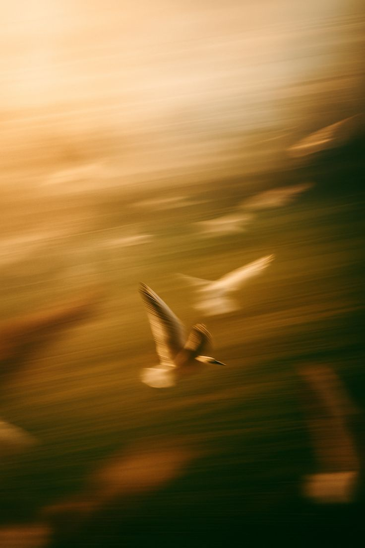 Birds in motion at golden hour